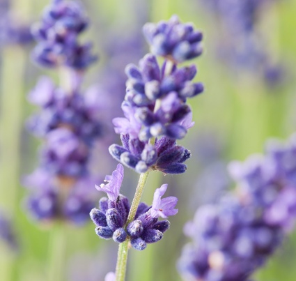 Lavender Essential Oil 40/42 2